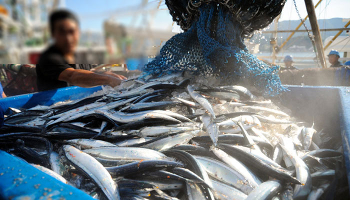 気仙沼直送魚介類